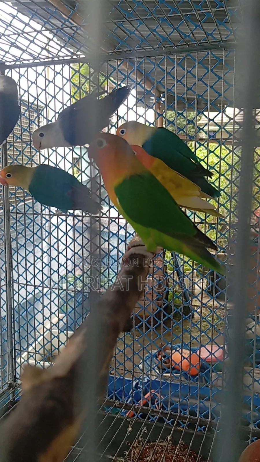 Love Birds Lot