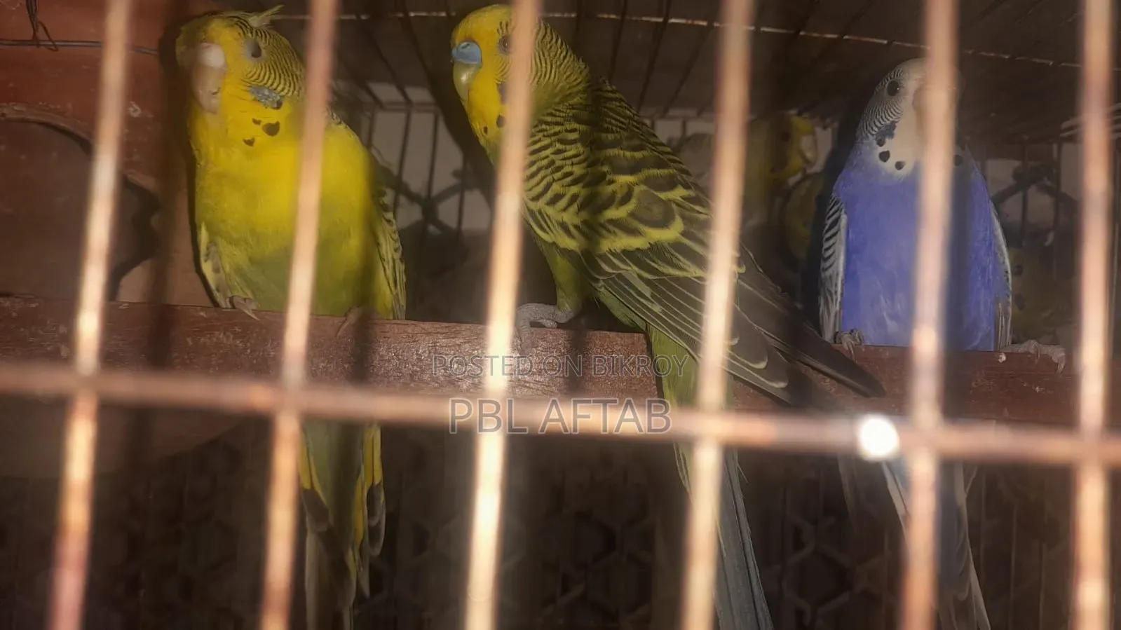 বাজিগর পাখি