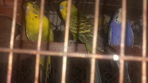 বাজিগর পাখি