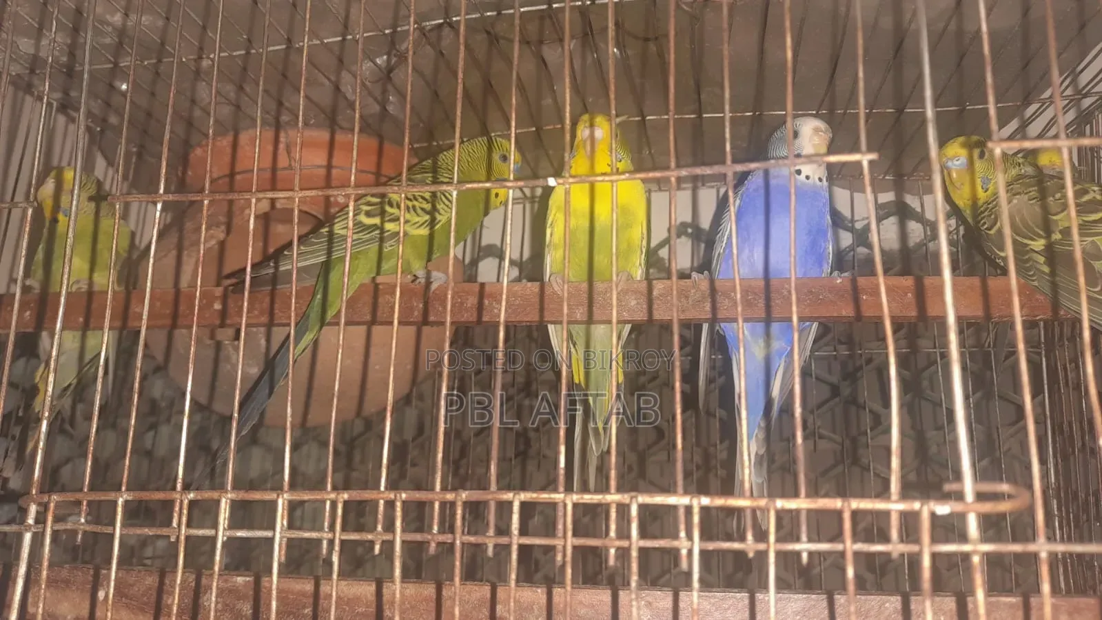 বাজিগর পাখি