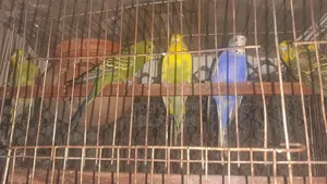 বাজিগর পাখি