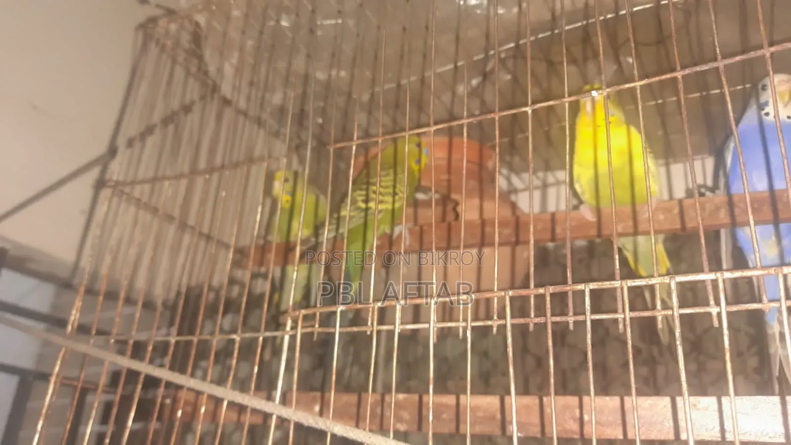বাজিগর পাখি