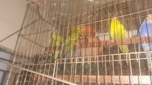 বাজিগর পাখি