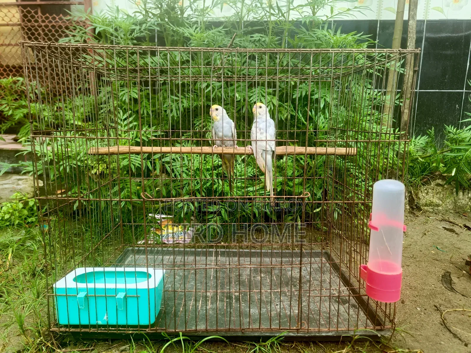 বাজরিকা রানিং ও বাচ্চা