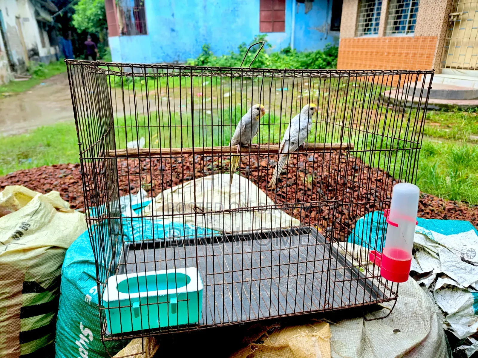 বাজরিকা রানিং ও বাচ্চা