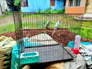 বাজরিকা রানিং ও বাচ্চা