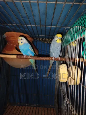 বাজরিকা রানিং ও বাচ্চা