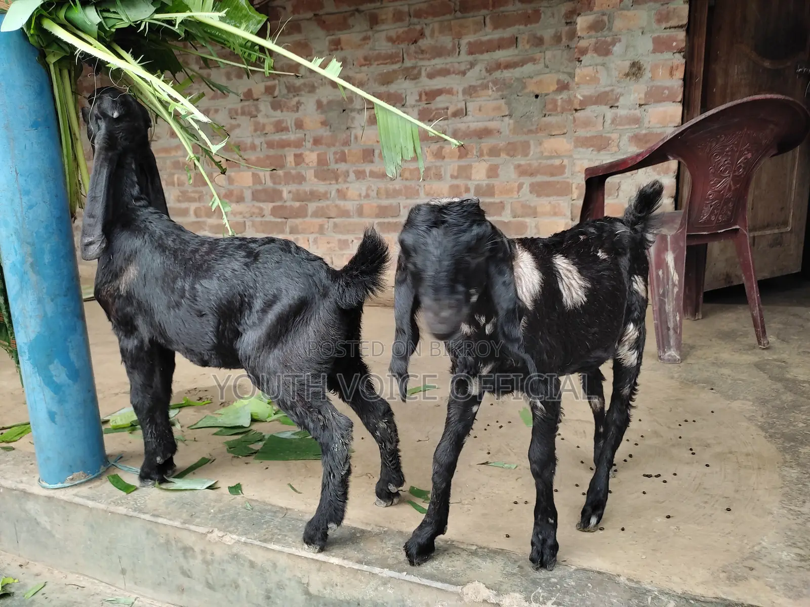 তোতাপুরি ক্রস জাতের খাসি বাচ্চা