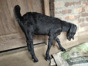তোতাপুরি ক্রস জাতের খাসি বাচ্চা
