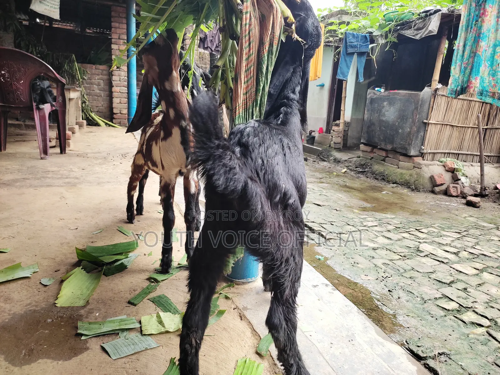 তোতাপুরি ক্রস জাতের খাসি বাচ্চা