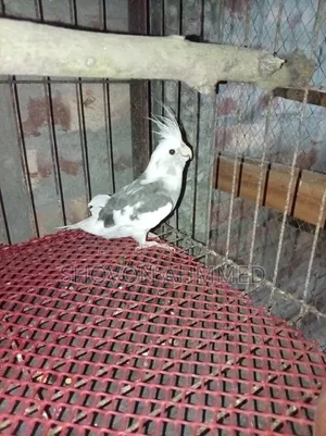 রানিং কোকাটেল মেল