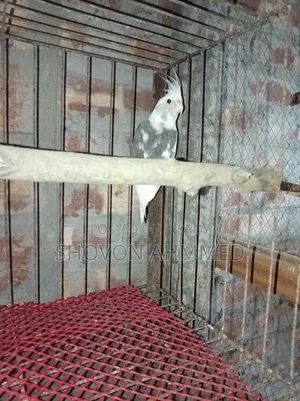 রানিং কোকাটেল মেল