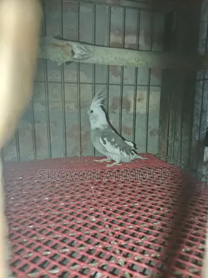 রানিং কোকাটেল মেল
