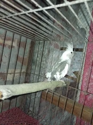 রানিং কোকাটেল মেল