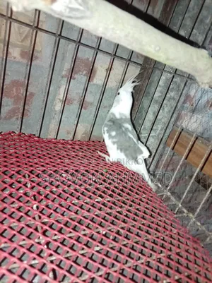 রানিং কোকাটেল মেল
