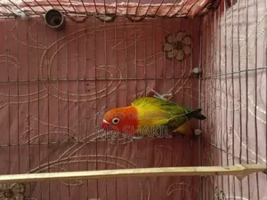 Love Bird Green Fisher Male