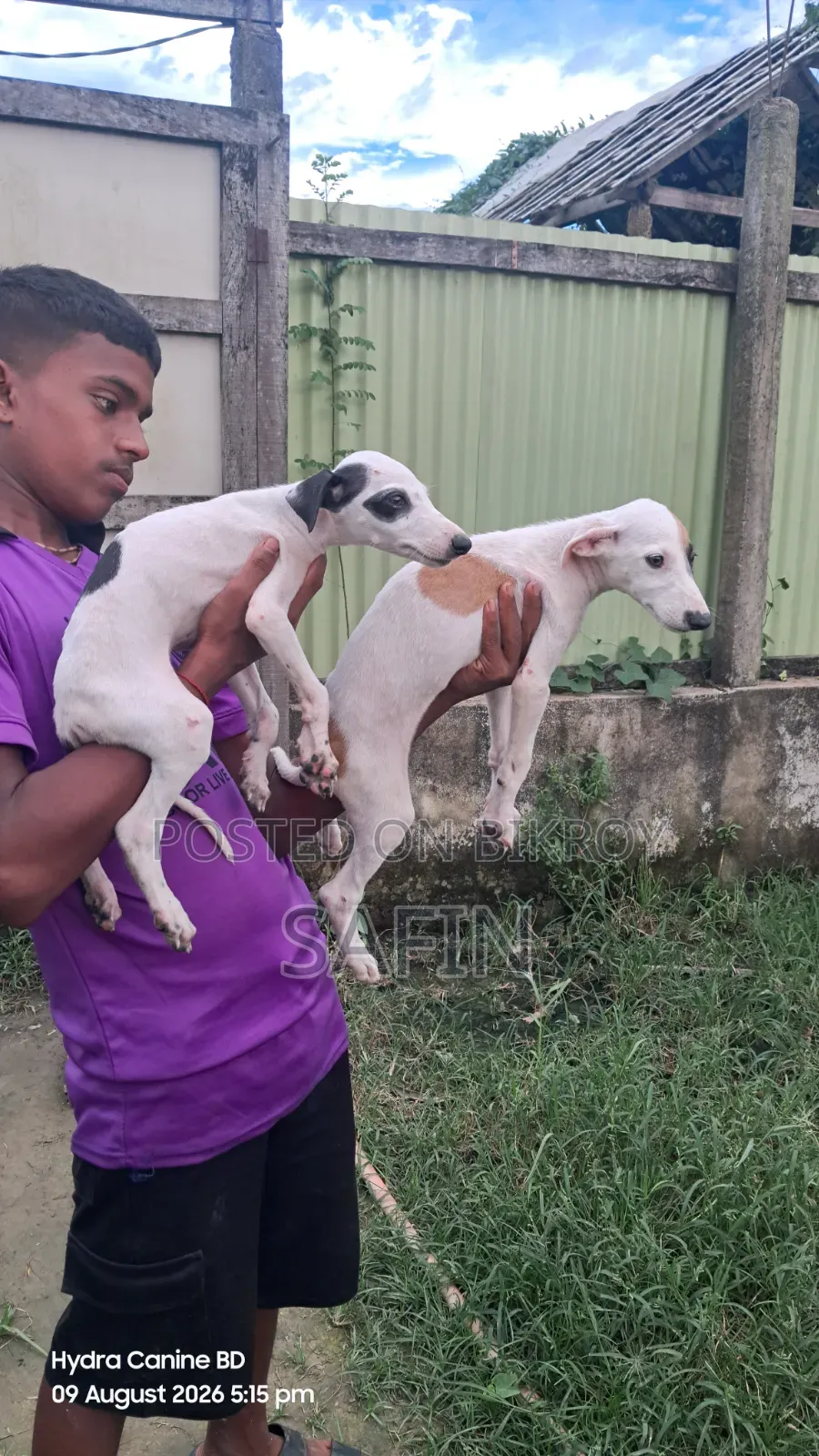 ১-৩ মাসের নর বিশুদ্ধ জাতের গ্রেহাউন্ড