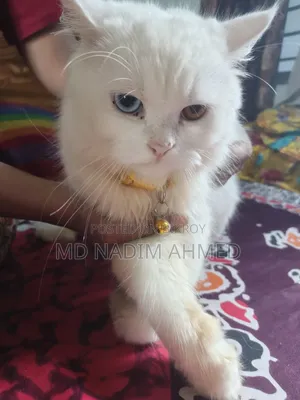 ১+ বছরের পুরুষ খাঁটি পার্সিয়ান