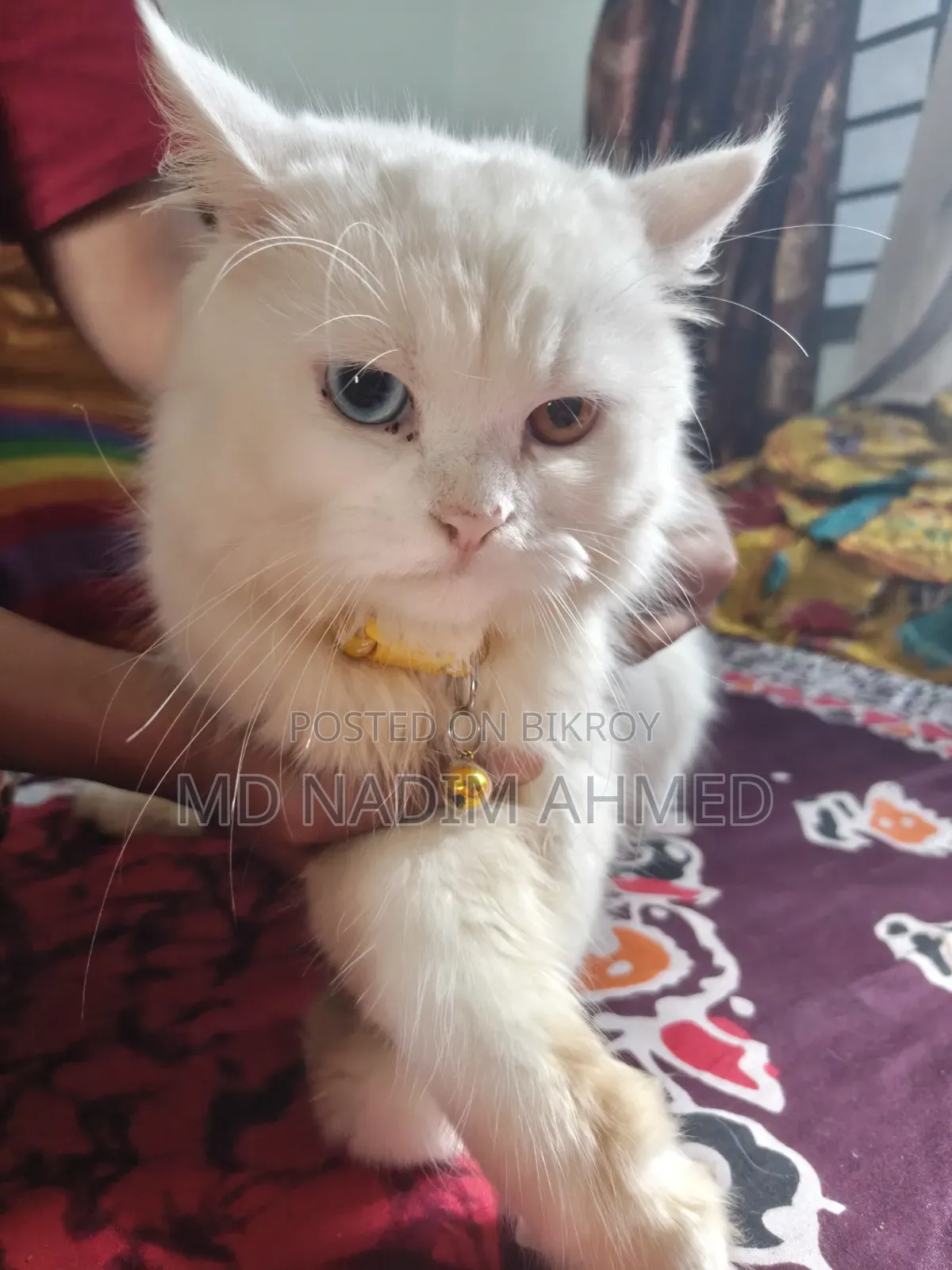 ১+ বছরের পুরুষ খাঁটি পার্সিয়ান