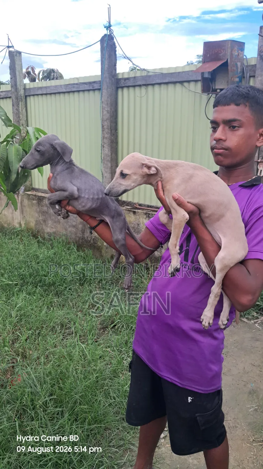 ১-৩ মাসের নর বিশুদ্ধ জাতের গ্রেহাউন্ড