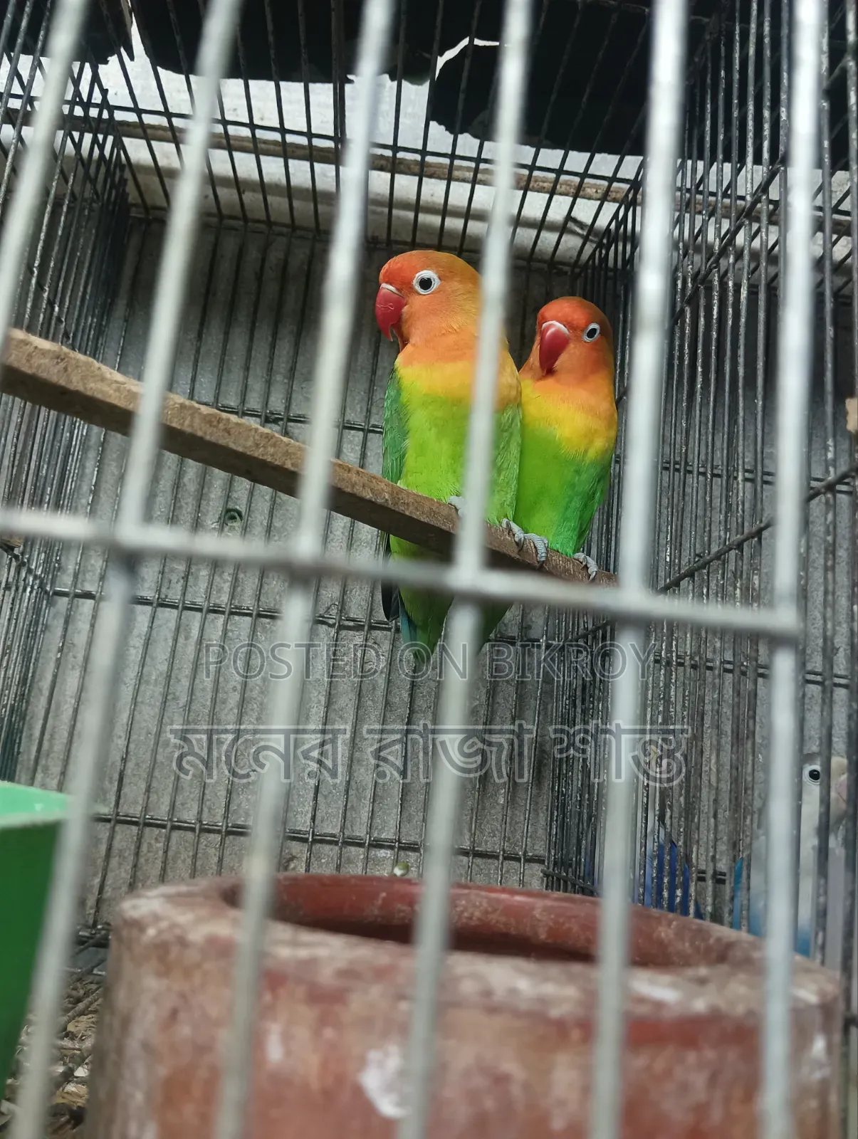 Lovebird or Cockatiel Any 1 Pair