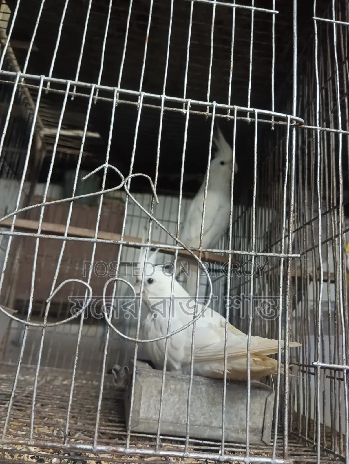 Lovebird or Cockatiel Any 1 Pair