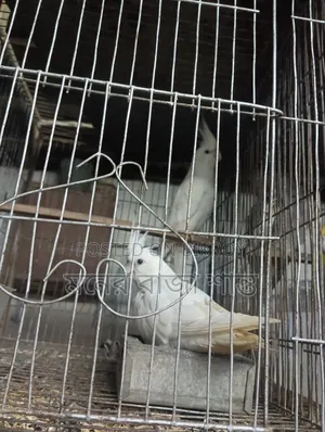 Lovebird or Cockatiel Any 1 Pair