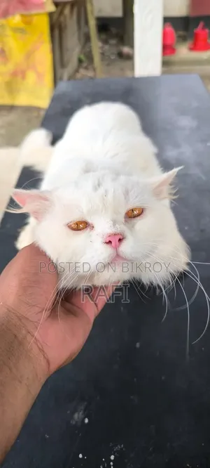 1+ year Male Purebred Persian