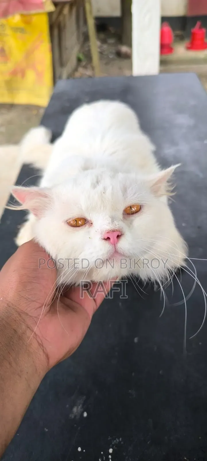 ১+ বছরের পুরুষ খাঁটি পার্সিয়ান