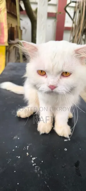 ১+ বছরের পুরুষ খাঁটি পার্সিয়ান
