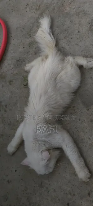 ১+ বছরের পুরুষ খাঁটি পার্সিয়ান