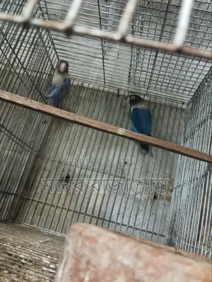 লাভবার্ড পাখি যেকোনো 1 জোড়া