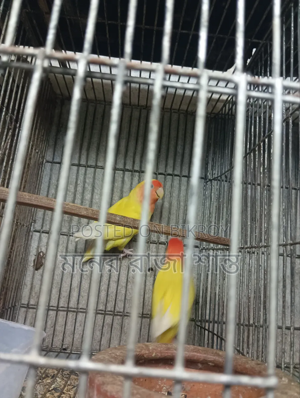 লাভবার্ড পাখি যেকোনো 1 জোড়া