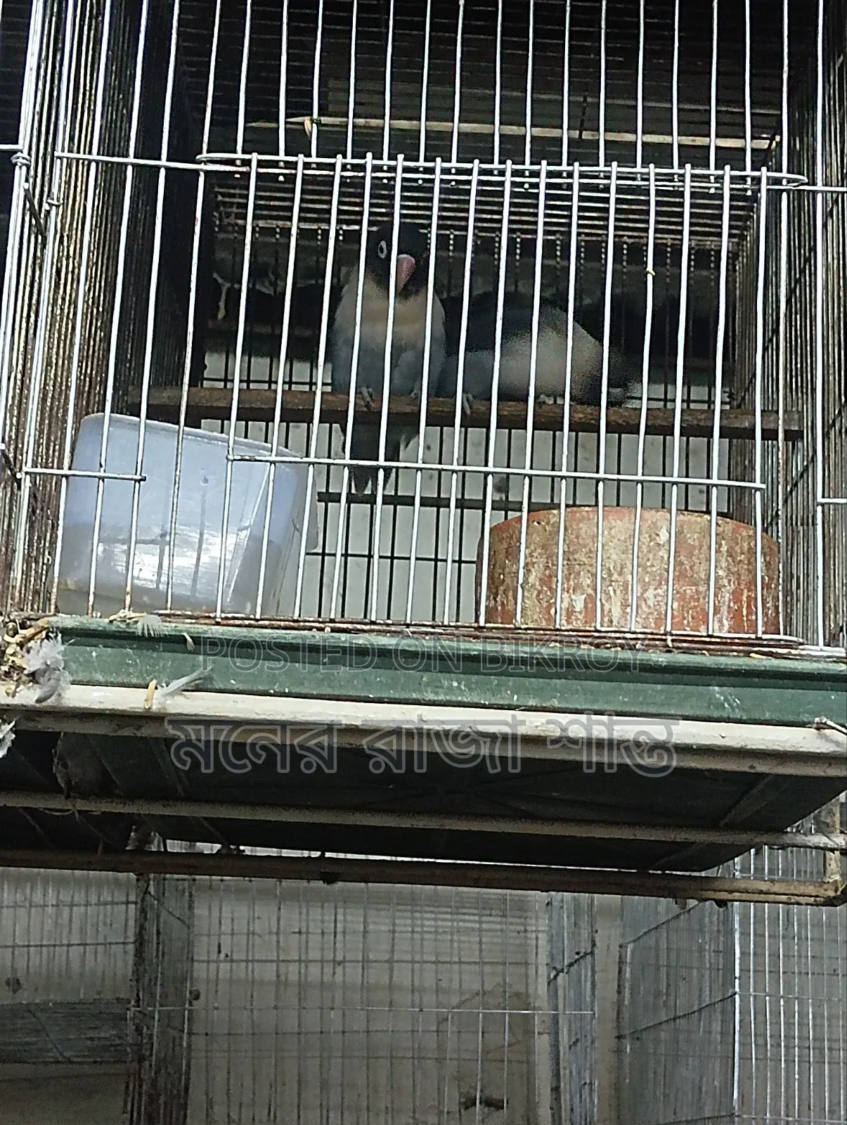 লাভবার্ড পাখি যেকোনো 1 জোড়া