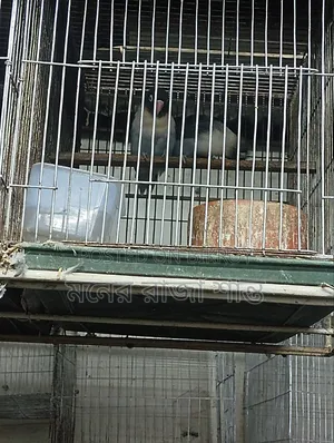 লাভবার্ড পাখি যেকোনো 1 জোড়া