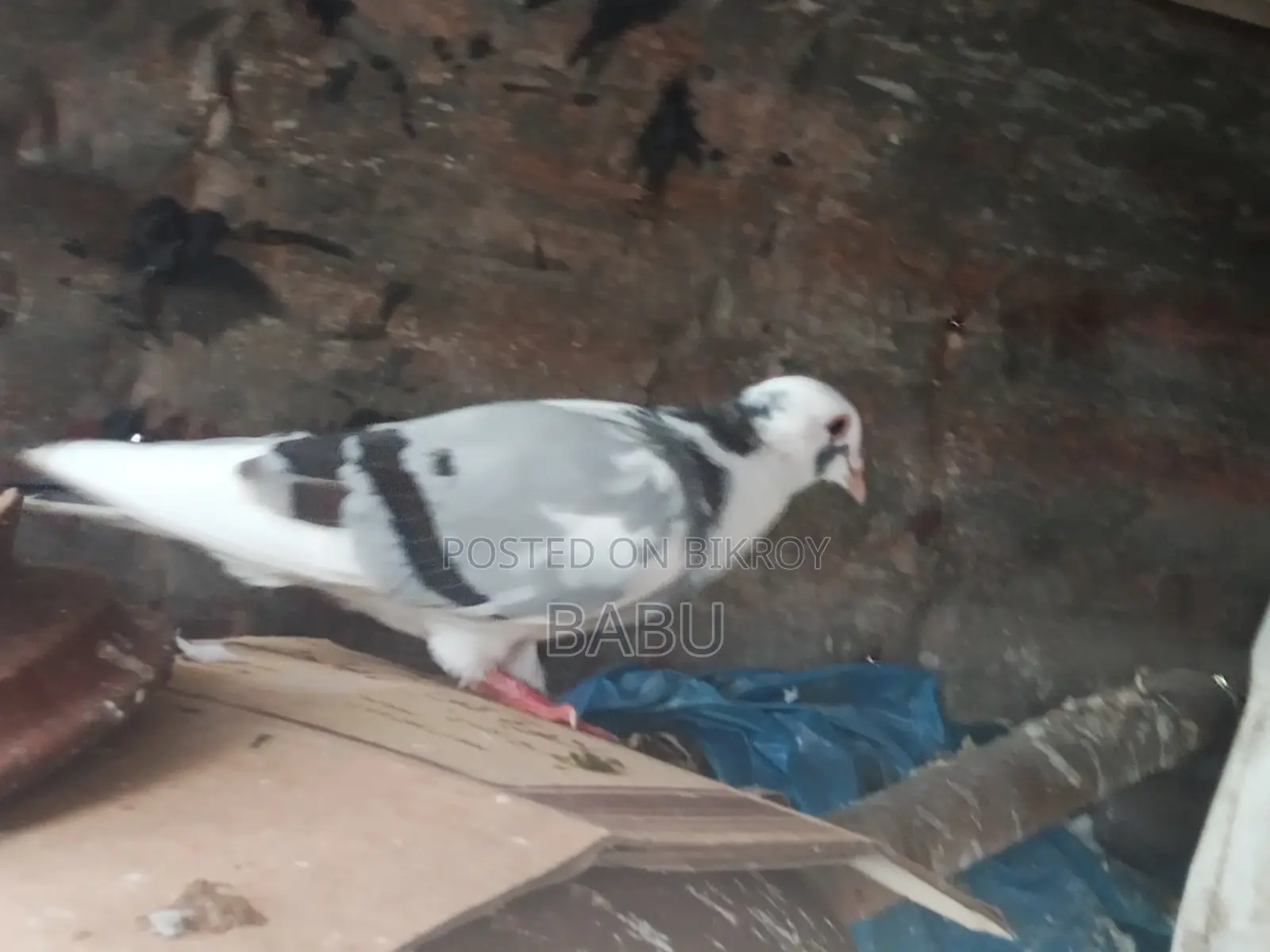 পাইড রেসার নর