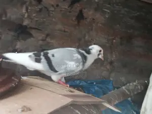 পাইড রেসার নর
