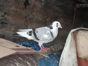 পাইড রেসার নর
