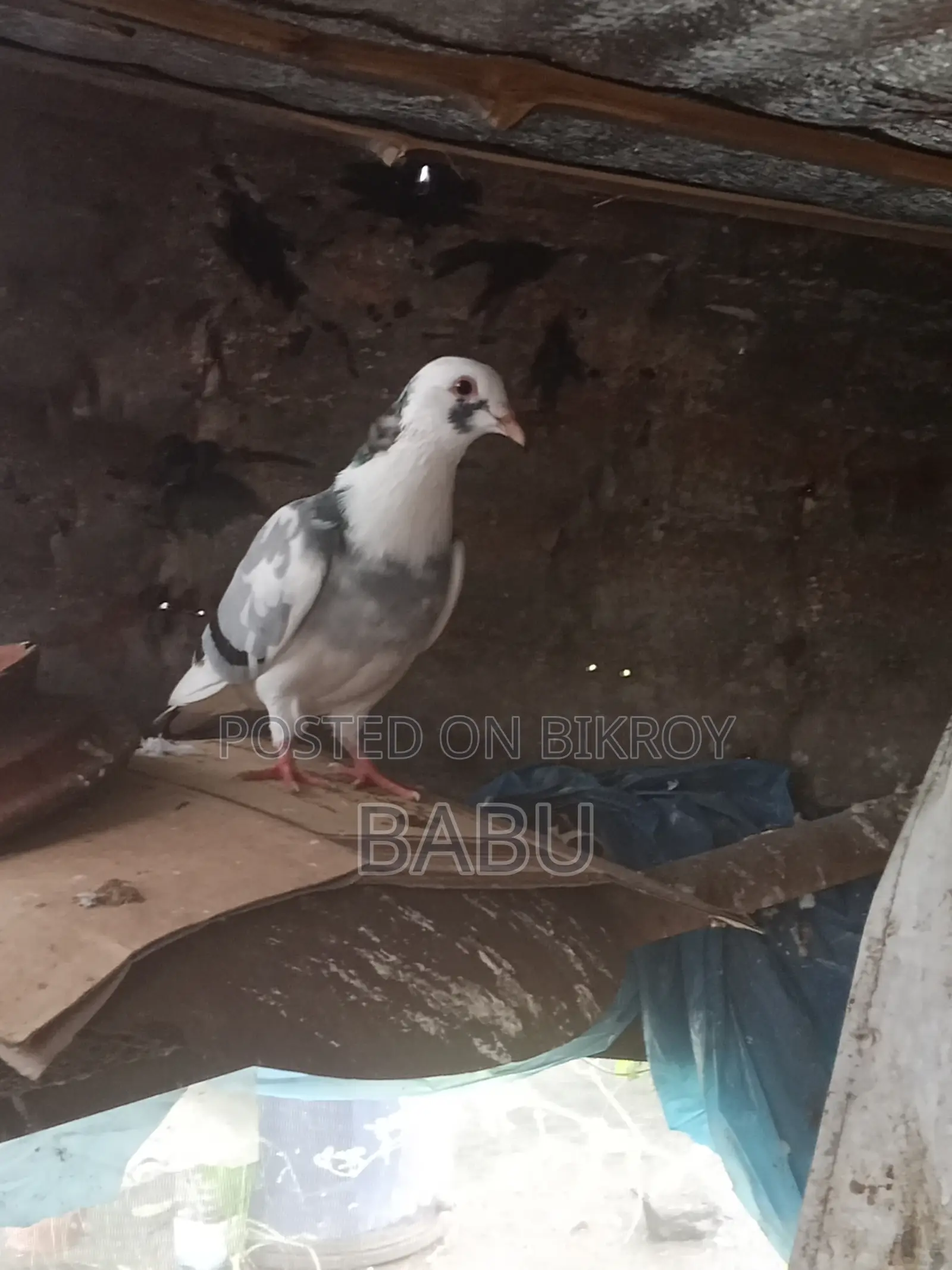 পাইড রেসার নর