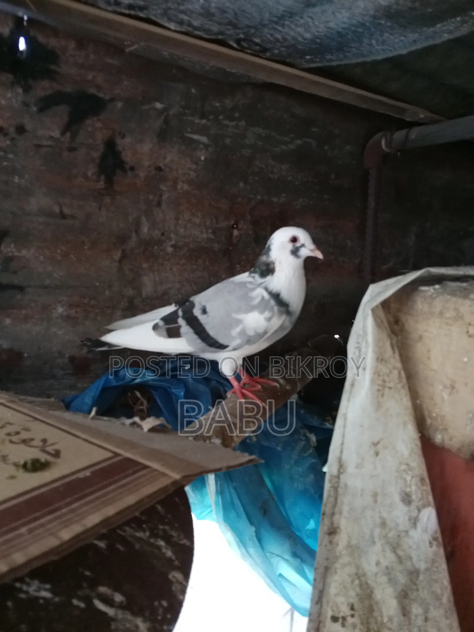 পাইড রেসার নর