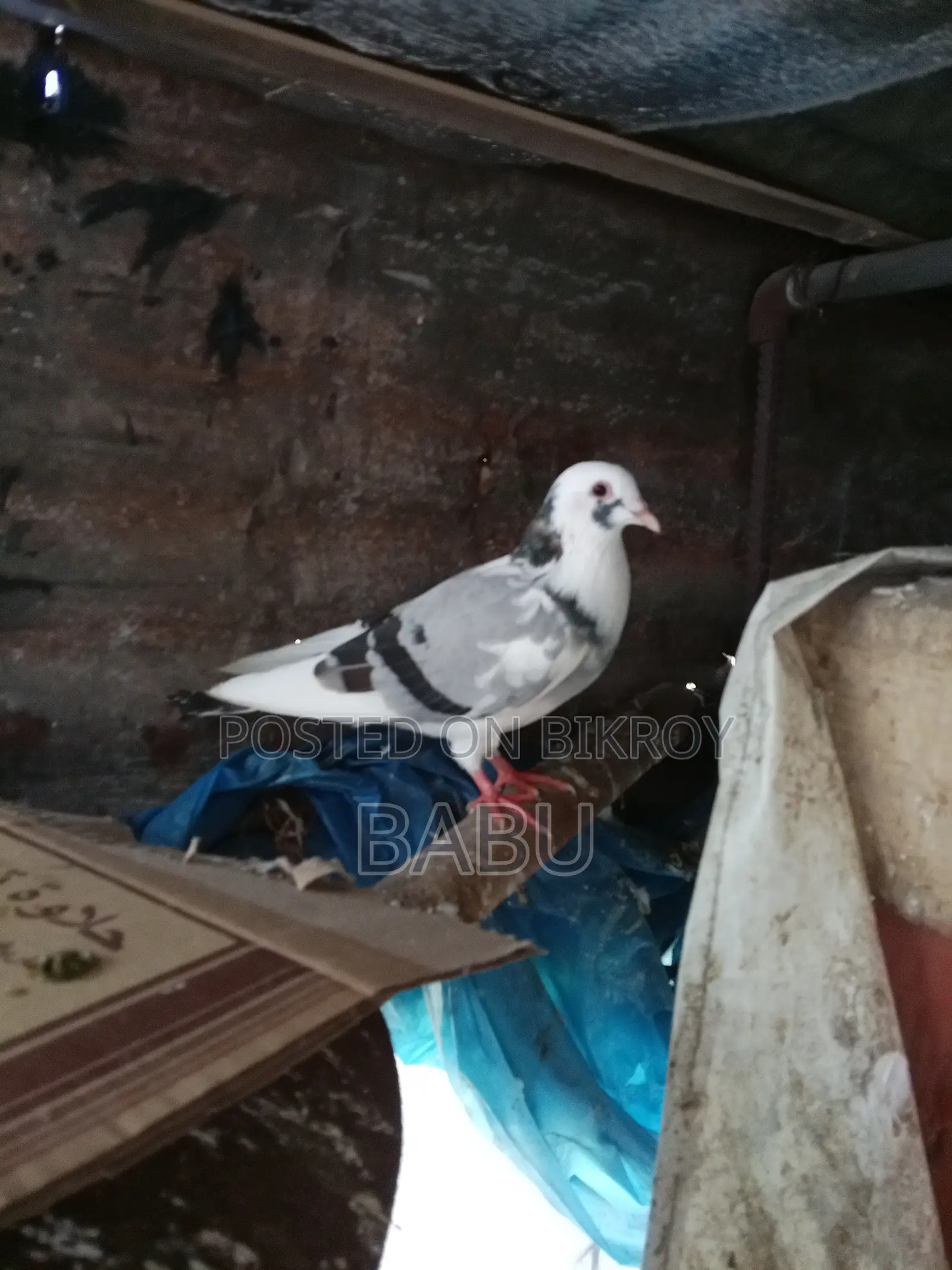 পাইড রেসার নর