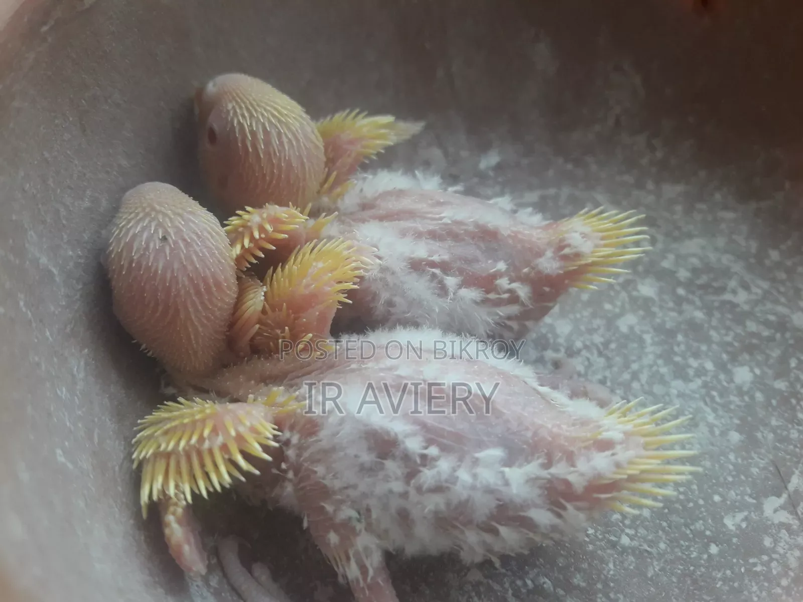 Tame Size Lutino Budgerigar