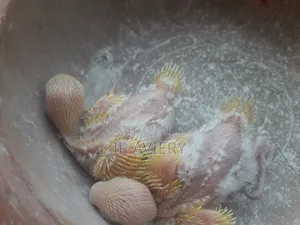 Lutino Budgerigar Baby