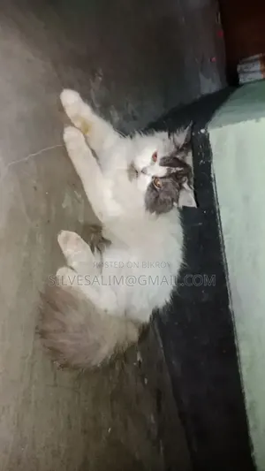 ১+ বছরের ফিমেল পিউরব্রেড পার্সিয়ান