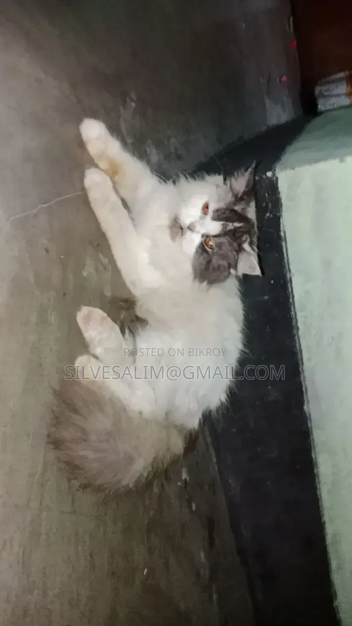 ১+ বছরের ফিমেল পিউরব্রেড পার্সিয়ান
