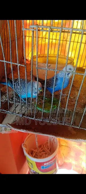 Budgerigar