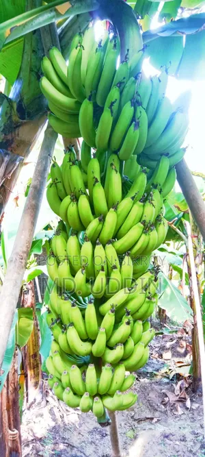 Garden Sagar Banana