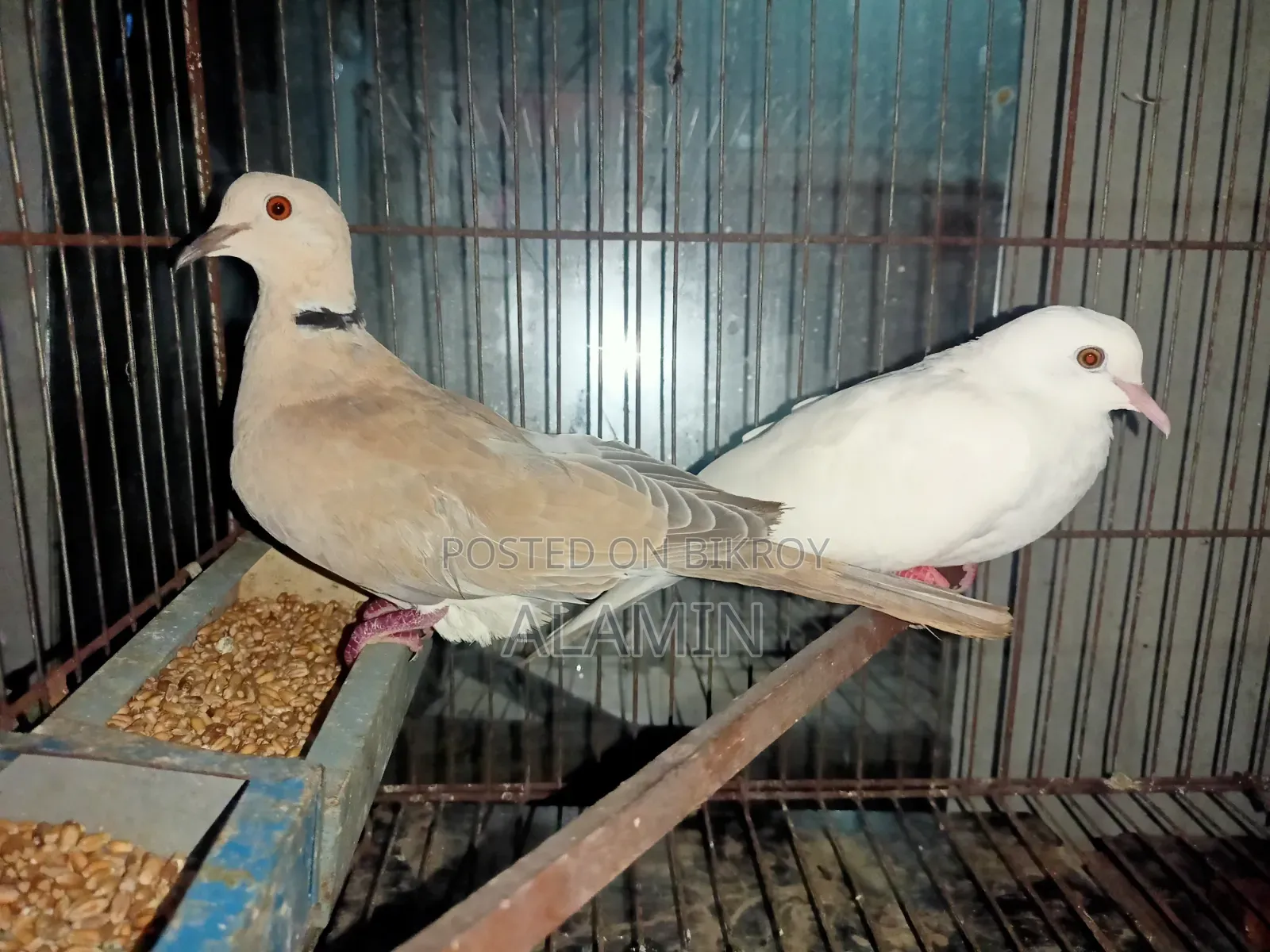 একজোড়া ঘুঘু পাখি বিক্রি হবে