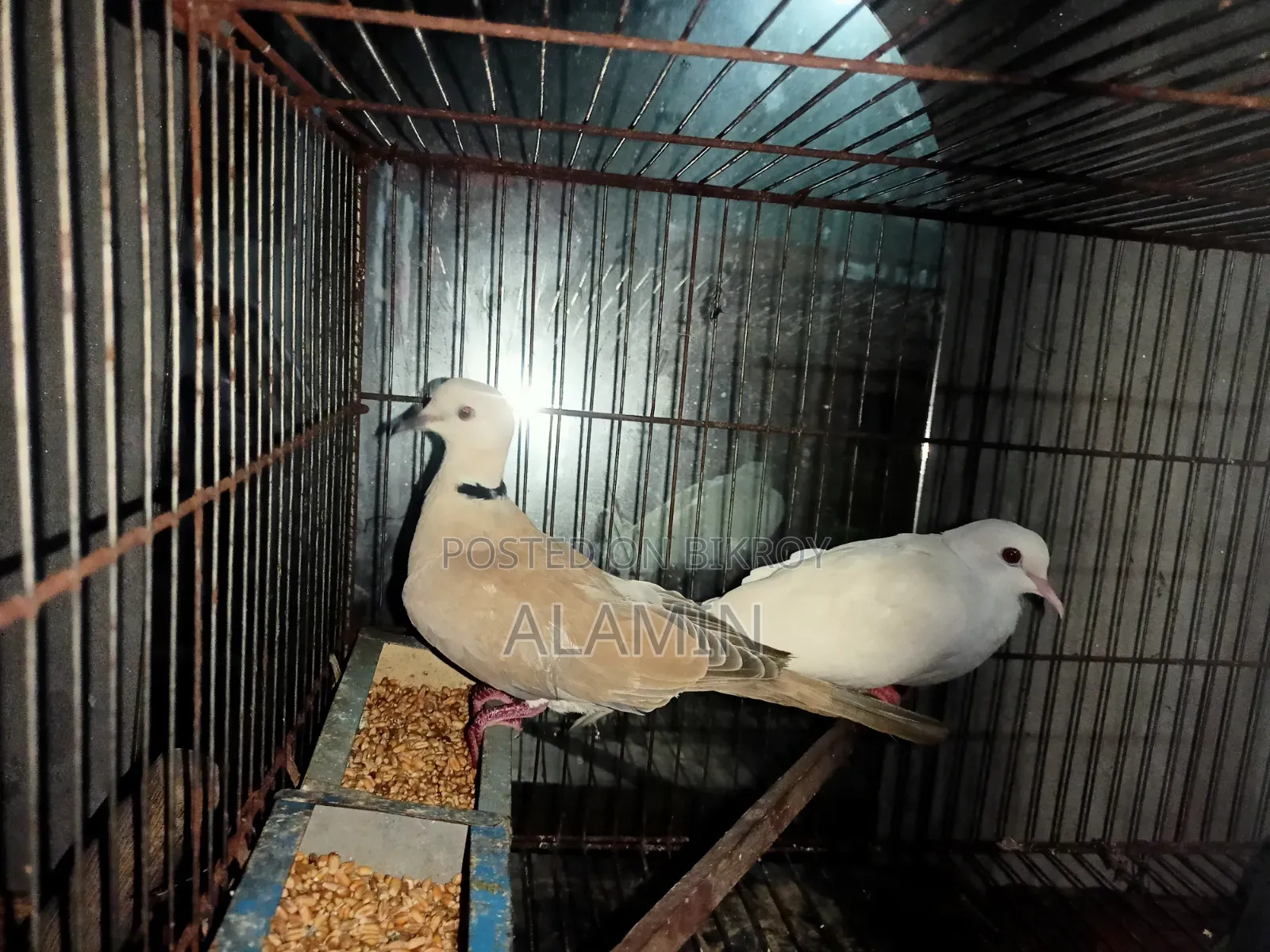 একজোড়া ঘুঘু পাখি বিক্রি হবে