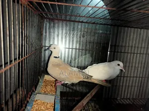 একজোড়া ঘুঘু পাখি বিক্রি হবে